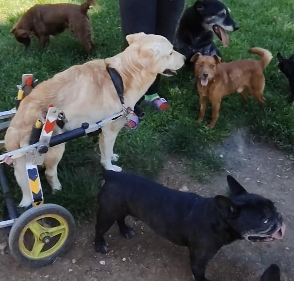 Pipito e il suo carrellino vivono di speranza Foto 6