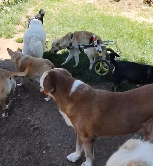 Pipito e il suo carrellino vivono di speranza Foto 7