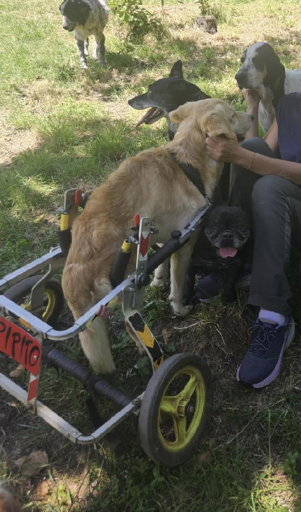 Pipito e il suo carrellino vivono di speranza Foto 8