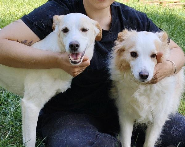 Rimandati indietro a 4 anni dall'adozione Foto 2