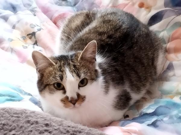 Mirta
