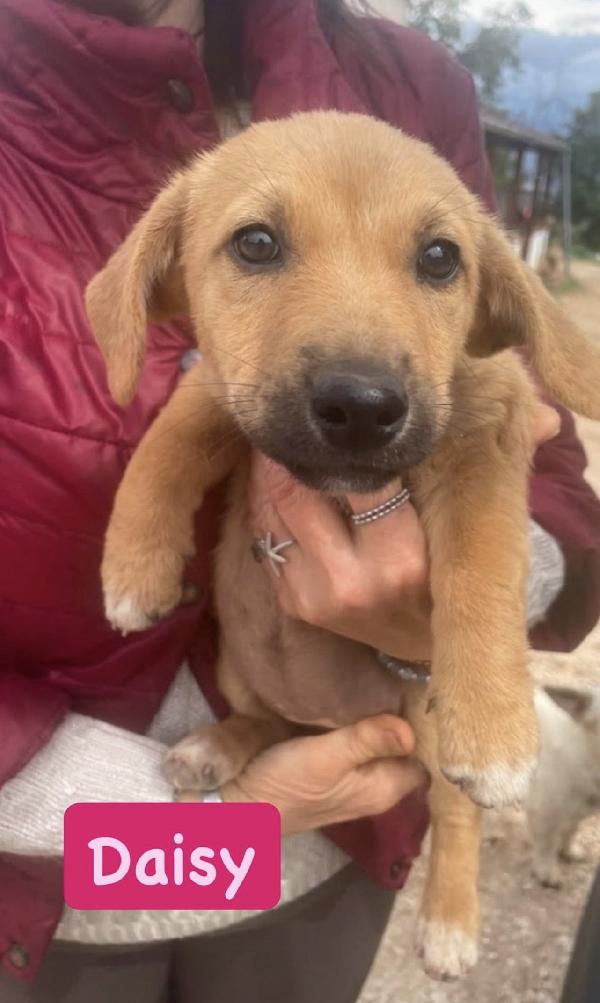 Splendide Cucciole Taglia Medio Piccola 