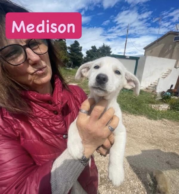 Splendide cucciole taglia medio piccola  Foto 2