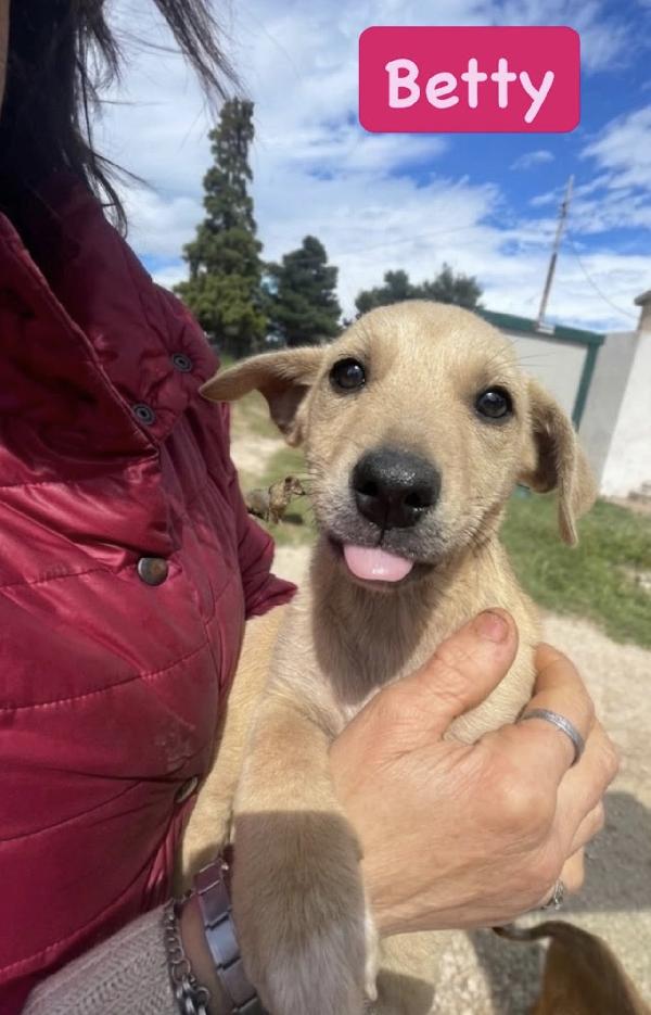 Splendide cucciole taglia medio piccola  Foto 3