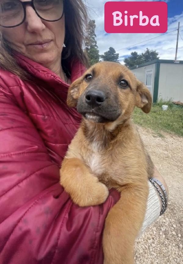 Splendide cucciole taglia medio piccola  Foto 5