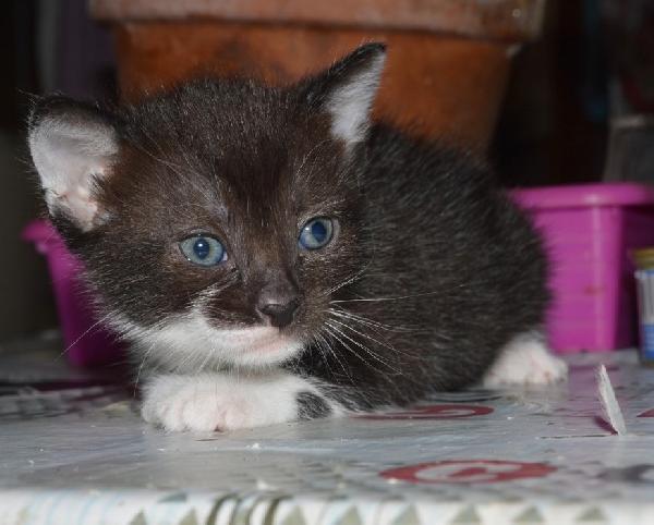 Gattina Nera