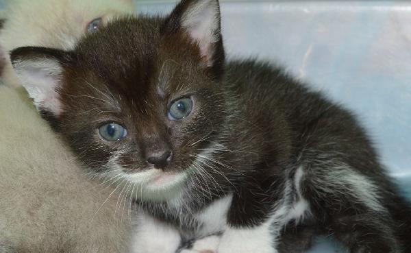 gattina nera Foto 2