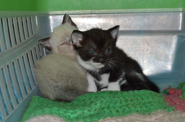 gattina nera Foto 3