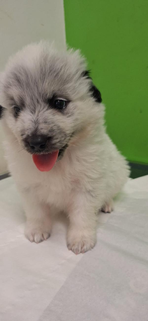 PONCHO 💙 cucciolo di 2 mesi cerca famiglia  Foto 2