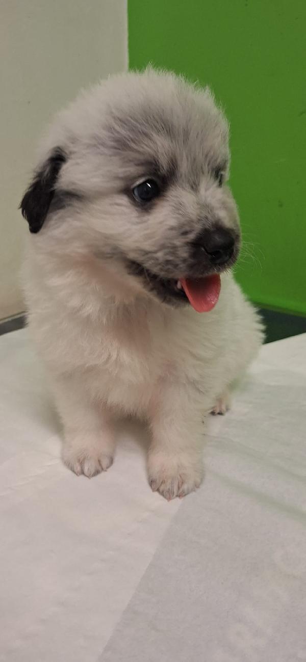 PONCHO 💙 cucciolo di 2 mesi cerca famiglia  Foto 3