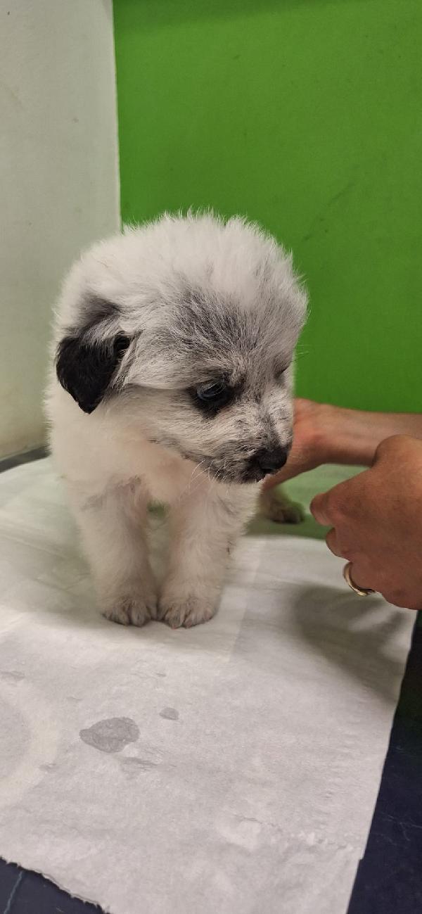 PONCHO 💙 cucciolo di 2 mesi cerca famiglia  Foto 4