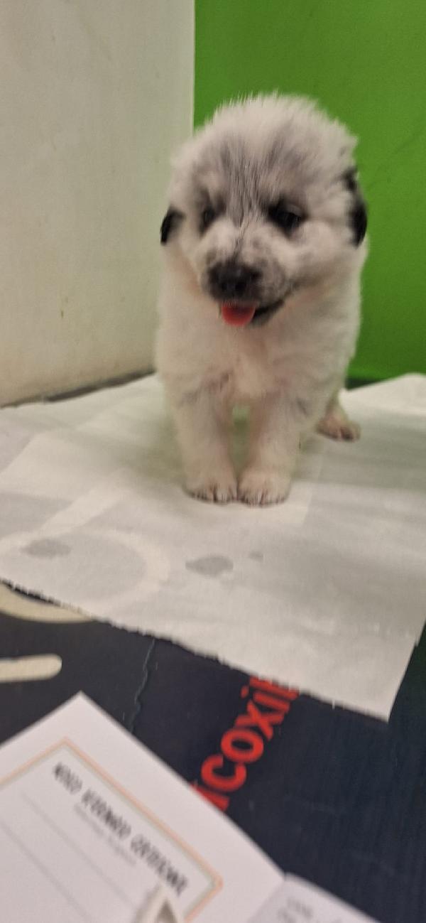 PONCHO 💙 cucciolo di 2 mesi cerca famiglia  Foto 5
