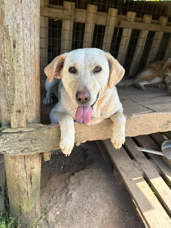 Sonia Meravigliosa Dolce Simil Labrador Cerca Casa 