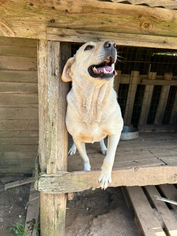 Sonia meravigliosa dolce simil Labrador cerca casa  Foto 2