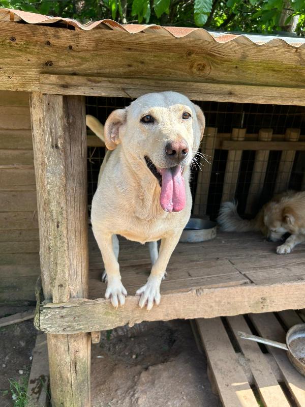 Sonia meravigliosa dolce simil Labrador cerca casa  Foto 3