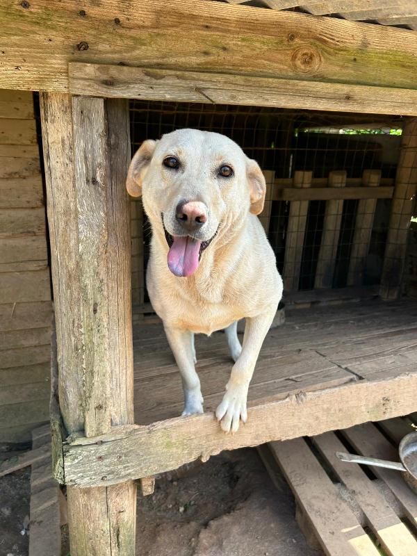 Sonia meravigliosa dolce simil Labrador cerca casa  Foto 4