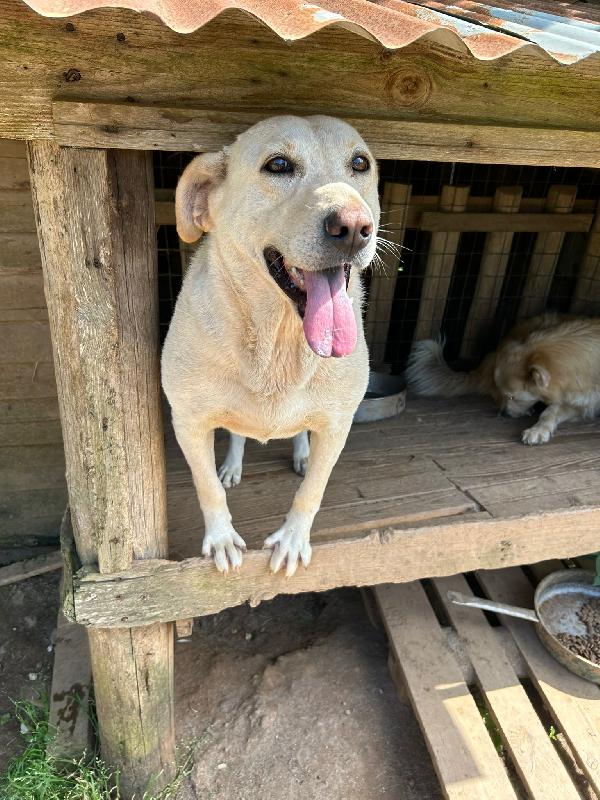 Sonia meravigliosa dolce simil Labrador cerca casa  Foto 5