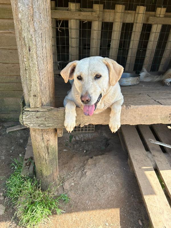 Sonia meravigliosa dolce simil Labrador cerca casa  Foto 6