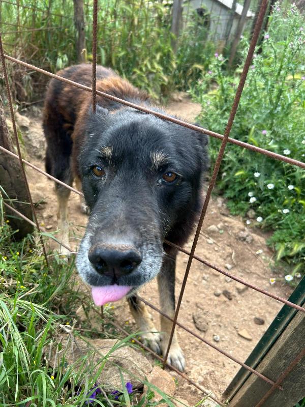 Lupo splendido cagnolone cerca casa  Foto 3