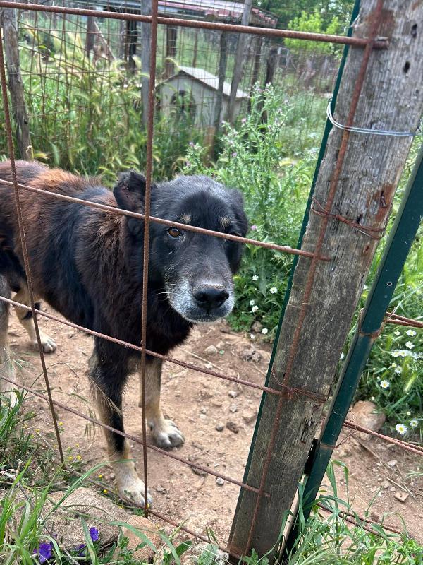 Lupo splendido cagnolone cerca casa  Foto 4