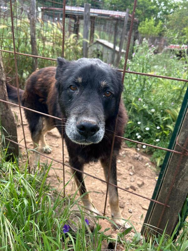 Lupo splendido cagnolone cerca casa  Foto 5