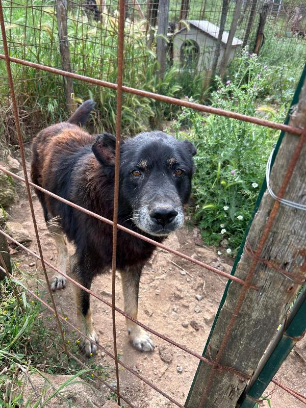 Lupo splendido cagnolone cerca casa  Foto 6