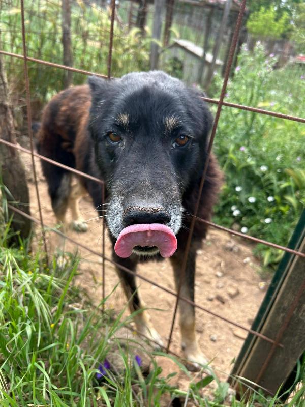 Lupo splendido cagnolone cerca casa  Foto 7
