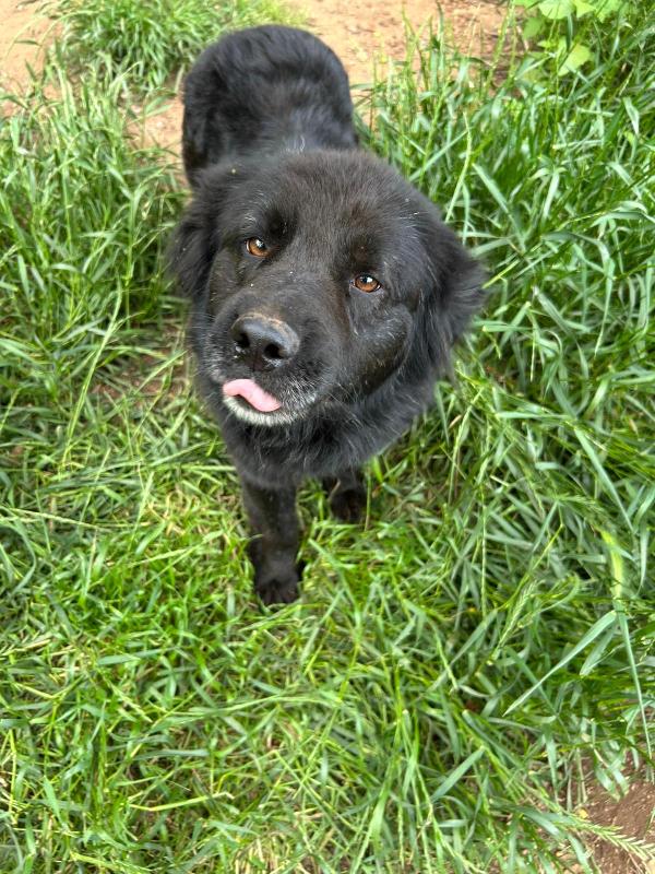 Nerone Splendido Super Soffice Cagnolone Cerca Casa 