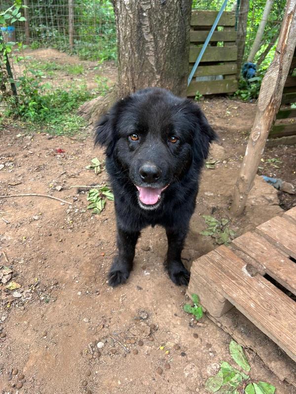 Nerone splendido super soffice cagnolone cerca casa  Foto 2
