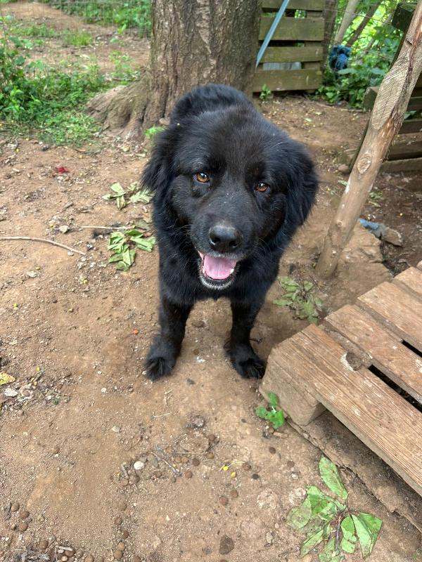 Nerone splendido super soffice cagnolone cerca casa  Foto 3