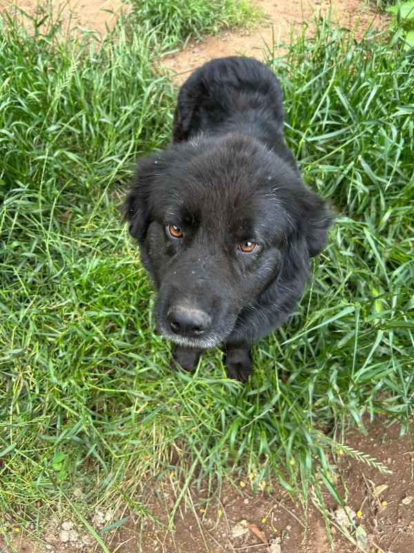 Nerone splendido super soffice cagnolone cerca casa  Foto 4