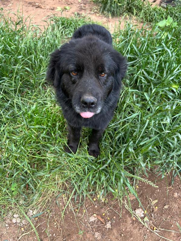 Nerone splendido super soffice cagnolone cerca casa  Foto 5