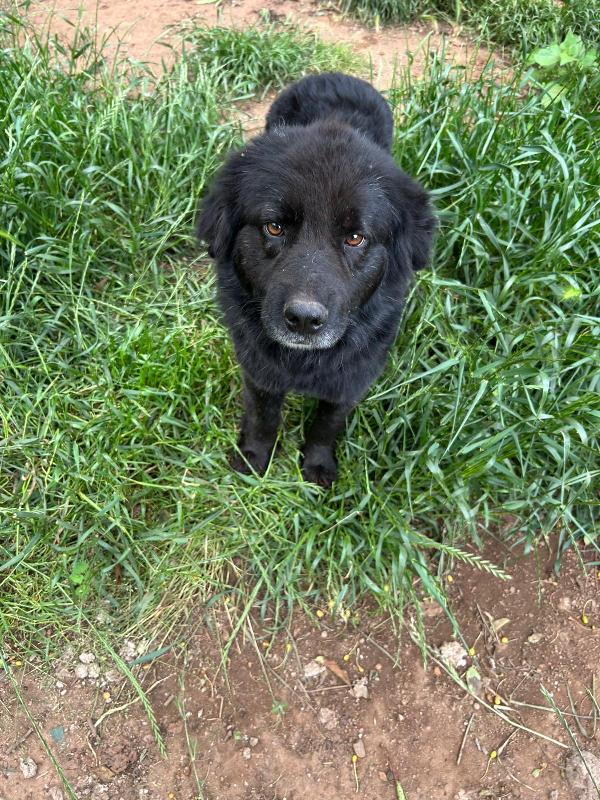 Nerone splendido super soffice cagnolone cerca casa  Foto 6