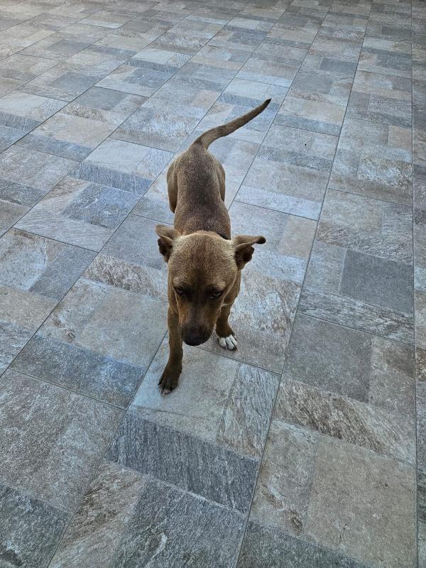 Pandora: cucciolotta taglia piccola socievole  Foto 3