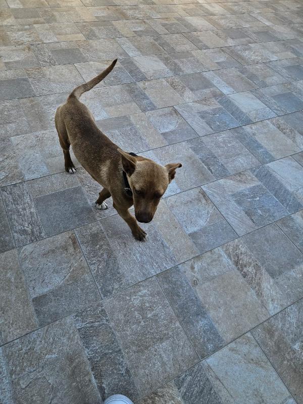 Pandora: cucciolotta taglia piccola socievole  Foto 4