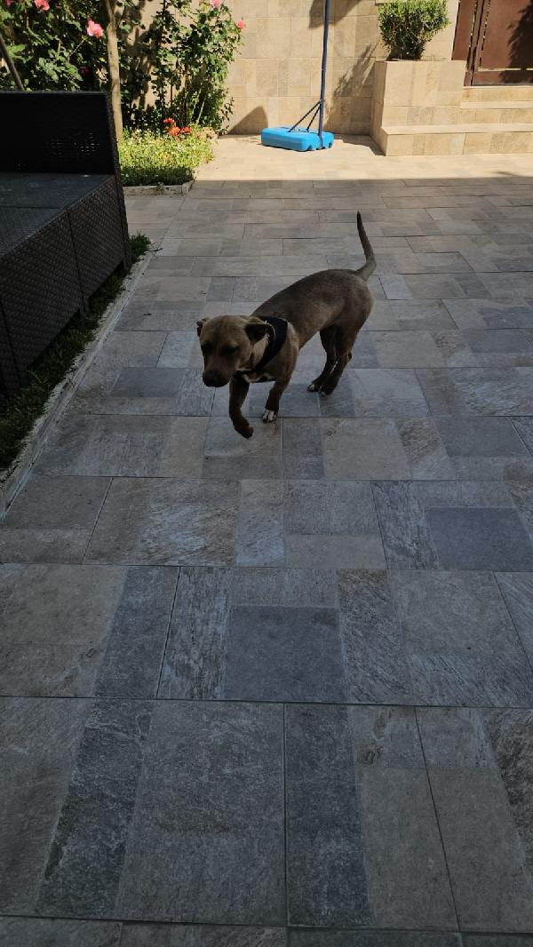 Pandora: cucciolotta taglia piccola socievole  Foto 5