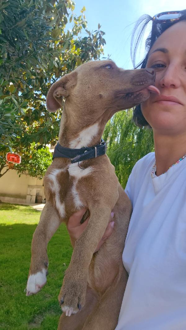 Pandora: cucciolotta taglia piccola socievole  Foto 7