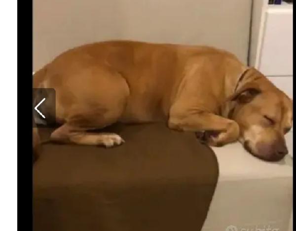 Pitbull adulta sfortunata salita e tornata a Napoli in canile! Foto 4