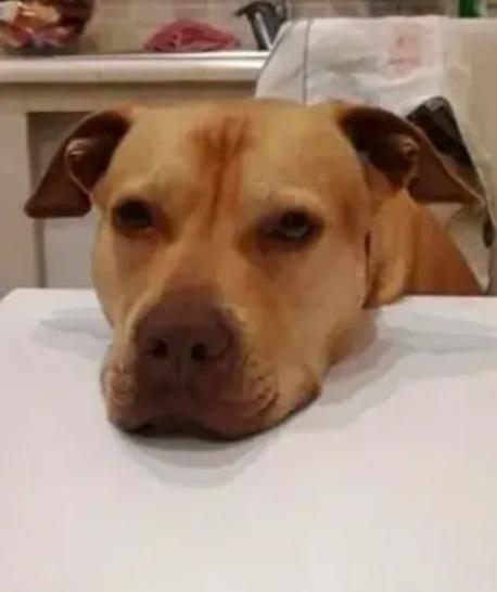 Pitbull adulta sfortunata salita e tornata a Napoli in canile! Foto 5