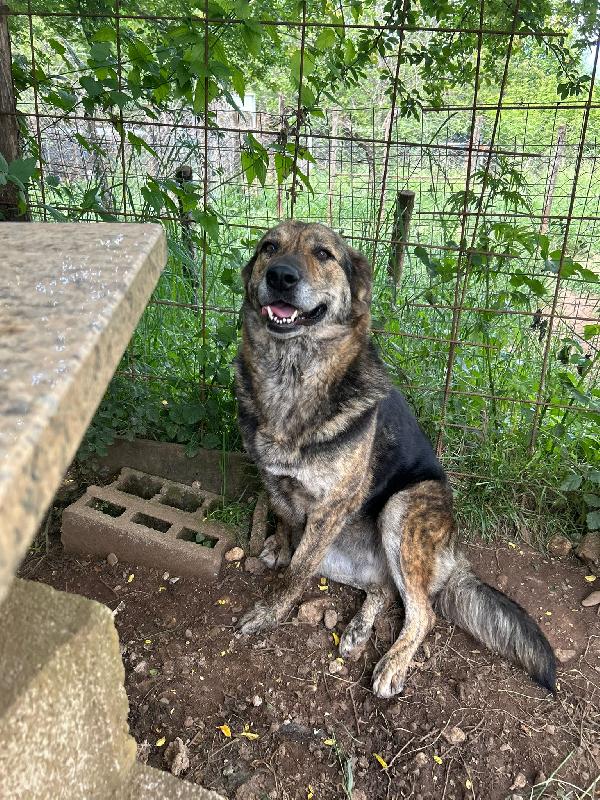 Sofia Splendida Cagnolona Taglia Grande Cerca Casa 