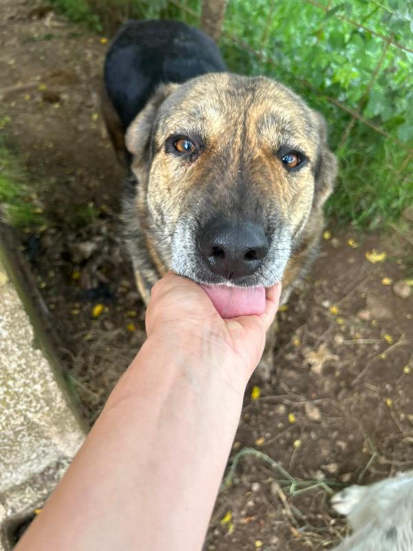 Sofia splendida cagnolona taglia grande cerca casa  Foto 2