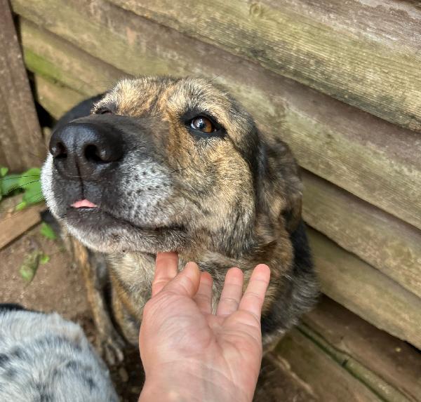 Sofia splendida cagnolona taglia grande cerca casa  Foto 3