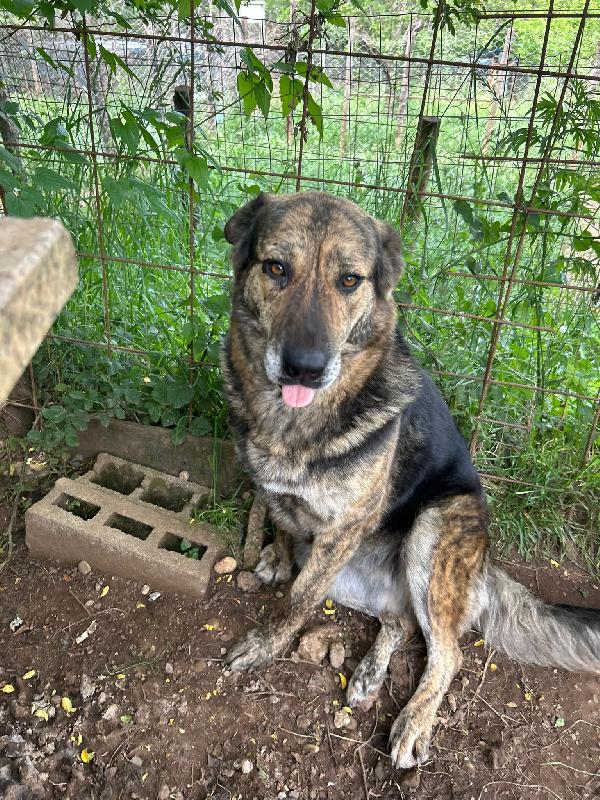 Sofia splendida cagnolona taglia grande cerca casa  Foto 4
