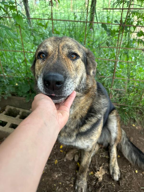 Sofia splendida cagnolona taglia grande cerca casa  Foto 5