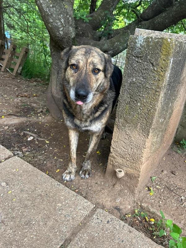 Sofia splendida cagnolona taglia grande cerca casa  Foto 6