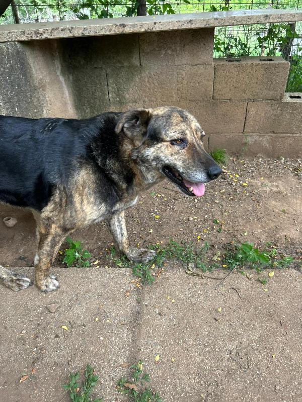 Sofia splendida cagnolona taglia grande cerca casa  Foto 7