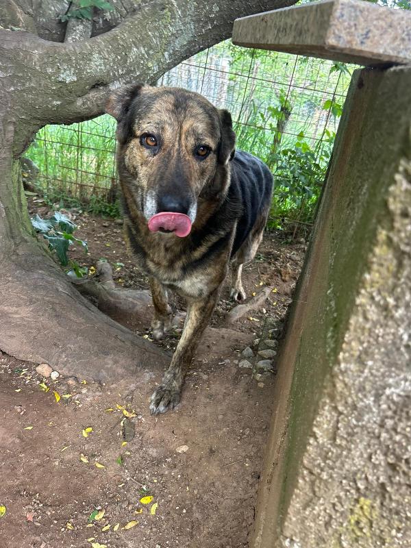 Sofia splendida cagnolona taglia grande cerca casa  Foto 9