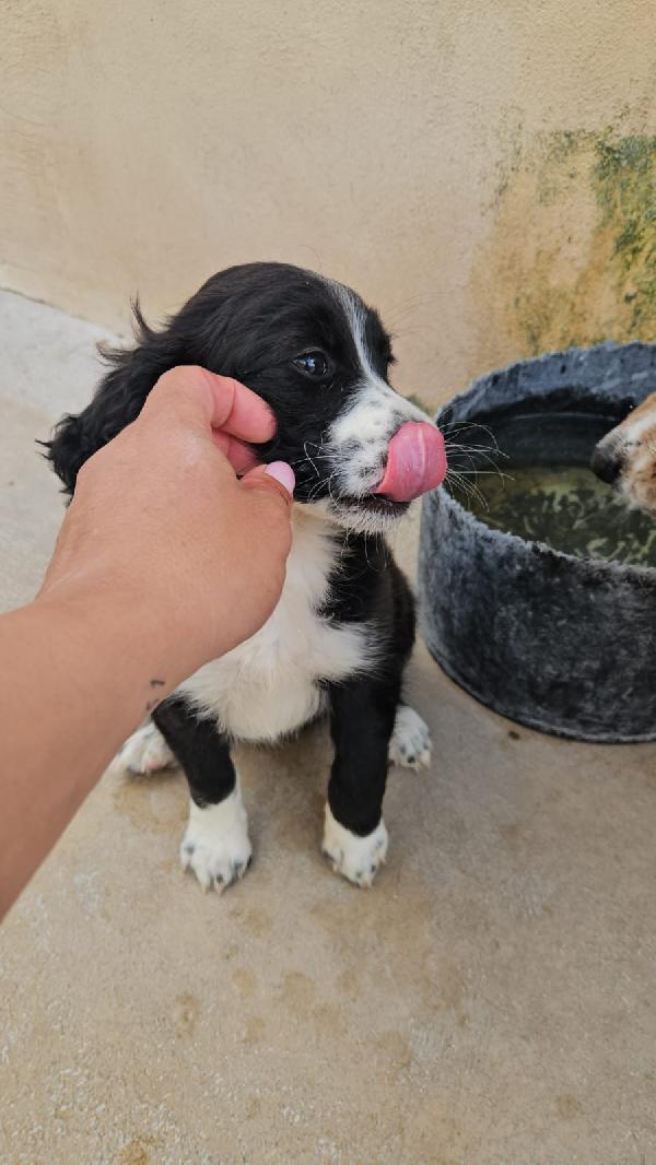 Martina: Cucciola Taglia Media Contenuta 
