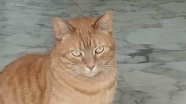Piros: Micio Rosso Di 3 Anni Cerca Famiglia