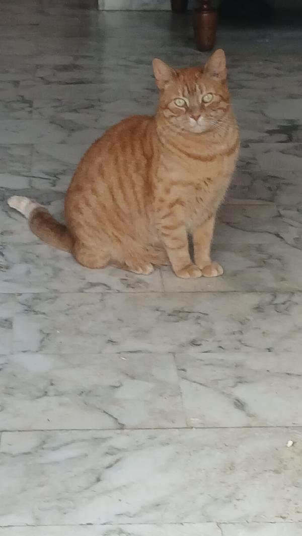 PIROS: MICIO ROSSO DI 3 ANNI CERCA FAMIGLIA Foto 2